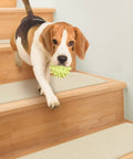 Dog on wood stairs with Skid Resistant Carpet Stair Treads Set Of 15 In Ivory Cream 8 X 27 Inches With No Slip Backing