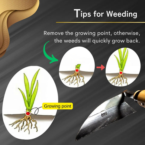 Illustration of weed removal tips with All Around Japanese Weeding Sickle Hand Hoe For Gardening With Razor Sharp Blade And Ergonomic Grip