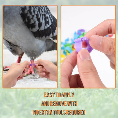 Applying 8mm Pigeon Leg Bands Set For Poultry With Laser Etched 001 To 100 In Five Colors Plastic Chicken Tags to pigeon leg.