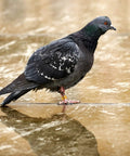 Pigeon with 18 Piece Aluminum Pigeon Rings Colorful Bird ID Bands For Pigeon Feet Tagging And Leg Marking on its leg