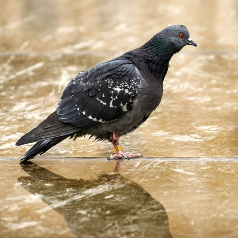Pigeon with 18 Piece Aluminum Pigeon Rings Colorful Bird ID Bands For Pigeon Feet Tagging And Leg Marking on its leg