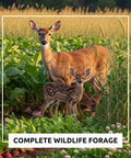 Buffalo Blend Deer Plot Seed With Turnip Radish Clover Wheat Rye And Oats For High Protein Deer Forage Fall And Winter Food Plot Seed For Hunting And Wildlife Growth 5 Pound Bag, with deer grazing in a lush field.