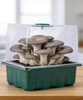 4 Pack Monotub Mushroom Growing Kit For Home Cultivation With 6.5 By 5 By 6.5 Inch Boxes And Included Spray Bottle Rotatable Top Design