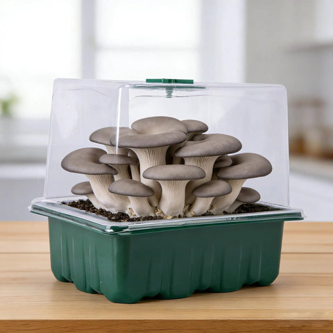 4 Pack Monotub Mushroom Growing Kit For Home Cultivation With 6.5 By 5 By 6.5 Inch Boxes And Included Spray Bottle Rotatable Top Design