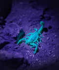 Two Pack 395nm UV Black Light Flashlights Mini Pen Light With Clip Waterproof For Pet Urine Stains Bed Bugs Hotel Inspection Dry Stains Leak Detection Scorpion Areas And Hidden Marks: glowing scorpion on rocky ground
