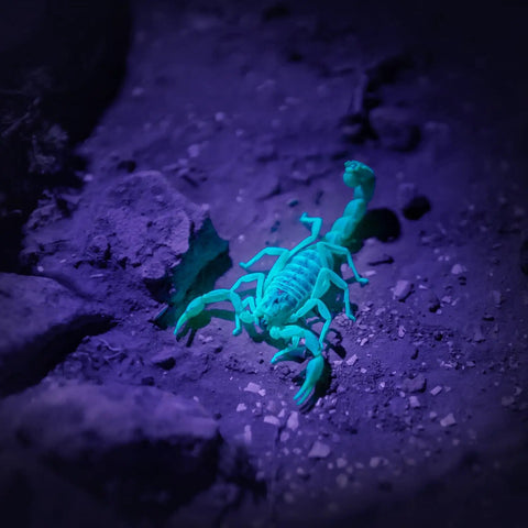 Two Pack 395nm UV Black Light Flashlights Mini Pen Light With Clip Waterproof For Pet Urine Stains Bed Bugs Hotel Inspection Dry Stains Leak Detection Scorpion Areas And Hidden Marks: glowing scorpion on rocky ground