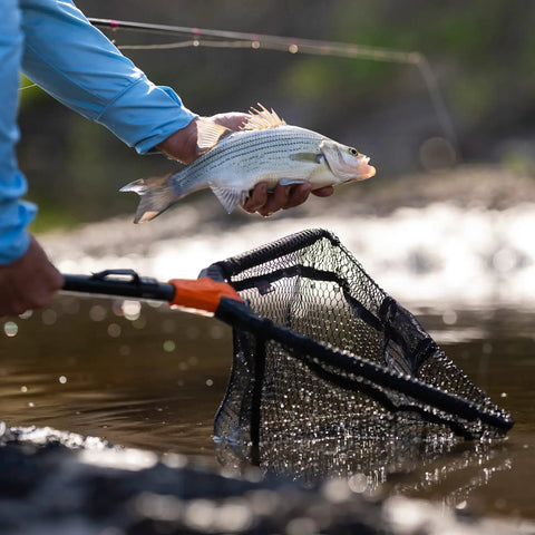 Angler using Foldable Lightweight Landing Net With Built In Length Scale And 61In Extendable Aluminum Handle Floating Design Dope Gear