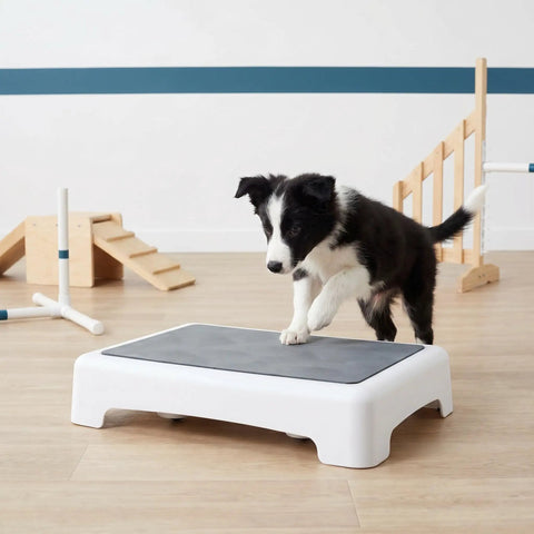 Puppy using Portable Puppy Training Platform With Non Skid Surface For Indoor And Outdoor Dog Agility Practice Slip Resistant Plastic Board