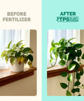 Before and after images of pothos plant showing improvement after using Fuel Your Houseplants With This Complete Liquid Plant Food.