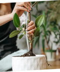 Automatic Watering Cotton Rope Wick For Hydroponic Planters No Fuss Self Watering System For Indoor Plants Effortless Maintenance And Consistent Water Supply Absorbent Cotton Wick, white wick in potted plant