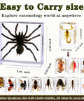 Real Animal Specimens In Resin Taxonomy Kit For Science Class And Homeschool Crystal Clear Taxidermy Blocks with spider and scorpion