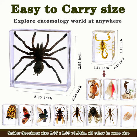 Real Animal Specimens In Resin Taxonomy Kit For Science Class And Homeschool Crystal Clear Taxidermy Blocks with spider and scorpion