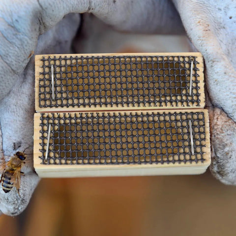 Close-up of Beekeeping Tool 5 Pack Wooden Cage Queen Cage Beehive Accessory Set with ventilated mesh held by gloved hand