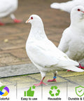 White pigeon wearing 8mm Pigeon Leg Bands Kit, 100 pcs clip on bird foot rings with 5 bright colors for easy identification.