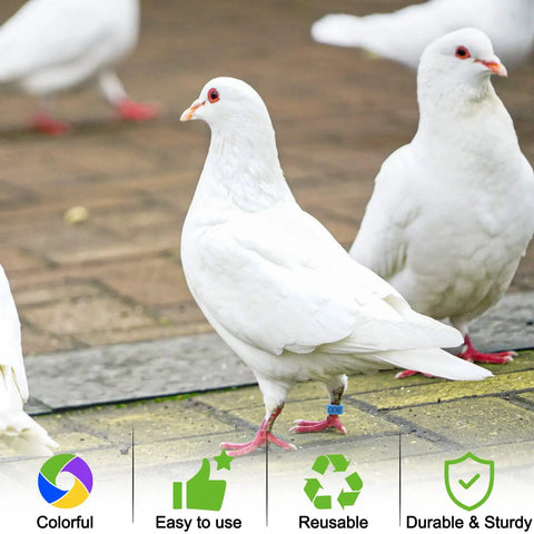 White pigeon wearing 8mm Pigeon Leg Bands Kit, 100 pcs clip on bird foot rings with 5 bright colors for easy identification.