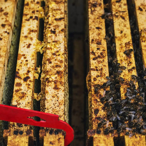 Stainless Frame Lifter And Scraper J Hook Hive Tool Beekeeping Pry Bar 11 Inch near bee frames with bees and wax