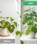 Before and after of philodendron using Stackable Plant Trellis Kit For Potted Plants Indoor Outdoor Climbing Support For Pothos Hoya Ivy And Flowers 4 Pack With Garden Wire Sturdy Easy Setup For Strong Sunlit Growth, showing enhanced growth.