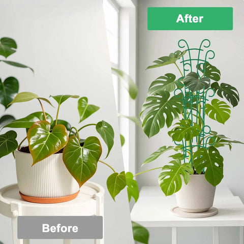 Before and after of philodendron using Stackable Plant Trellis Kit For Potted Plants Indoor Outdoor Climbing Support For Pothos Hoya Ivy And Flowers 4 Pack With Garden Wire Sturdy Easy Setup For Strong Sunlit Growth, showing enhanced growth.