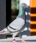 Pigeon with purple band 08 from Super Handy Eighty Pack Of Eight Millimeter Numbered Leg Bands In Eight Vibrant Colors Perfect For Identifying Your Quail Pigeon Finch Dove Lovebird And Other Small Birds With Easy Clip On Design