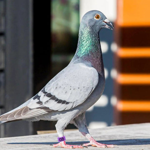 Pigeon with purple band 08 from Super Handy Eighty Pack Of Eight Millimeter Numbered Leg Bands In Eight Vibrant Colors Perfect For Identifying Your Quail Pigeon Finch Dove Lovebird And Other Small Birds With Easy Clip On Design