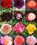 100 Pack Dark Rose Seeds Mixed Colors Rare Heirloom Garden Flower Seeds For Home Gardeners And Backyard Growers Ready For Easy Planting And Colorful Blooms, mixed rose blooms