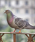 Pigeon wearing colorful clip from 200Pcs Pigeon Leg Rings Set For Easy ID Of Pigeons Parrots And Small Birds Colorful Clips Durable Lightweight