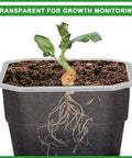 Clear pot showing plant roots and seedling growth in Ten Pack 4 Inch Clear Nursery Pots With Reinforced Silicone Base For Easy Transplant