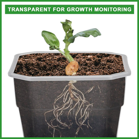 Clear pot showing plant roots and seedling growth in Ten Pack 4 Inch Clear Nursery Pots With Reinforced Silicone Base For Easy Transplant