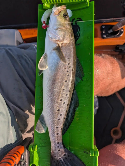 Angler measuring a trout on a green ruler with a 4 Inch Soft Plastic Paddle Tail Swimbait in its mouth, showcasing realistic action.