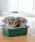 4 Pack Monotub Mushroom Growing Kit For Home Cultivation With 6.5 By 5 By 6.5 Inch Boxes And Included Spray Bottle Rotatable Top Design