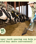 Farmer using a pitch fork in cow barn, gathering hay, with cows feeding nearby.