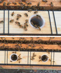 Bees around Six Point Five Liter Bee Feeder Pack For Beehives Deep Frame Water And Syrup Feeder Beekeeping Gear in cedar wood