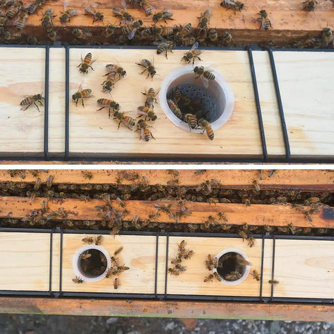 Bees around Six Point Five Liter Bee Feeder Pack For Beehives Deep Frame Water And Syrup Feeder Beekeeping Gear in cedar wood