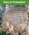 Eco Friendly Biodegradable Plant Grow Bags 5.5x6.3 Inches 200 Pack Non Woven Seed Starter Pots with visible roots