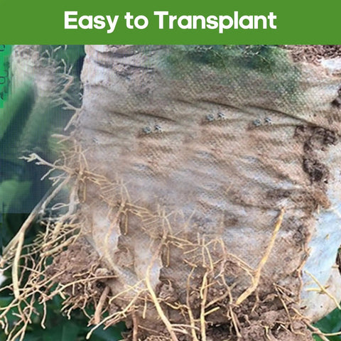 Eco Friendly Biodegradable Plant Grow Bags 5.5x6.3 Inches 200 Pack Non Woven Seed Starter Pots with visible roots