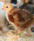 Durable 8mm Pigeon Leg Bands Set of 120 on baby chick for Poultry ID and Tracking Made Easy For Bird Keepers