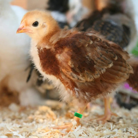 Durable 8mm Pigeon Leg Bands Set of 120 on baby chick for Poultry ID and Tracking Made Easy For Bird Keepers