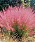 Ornamental Grass Live Plant Pink Muhly 4-6 Inch Tall Soil Plug Ready For Planting, Fast Growing Perennial For Garden Beds, Reaches 2 To 3 Feet Tall And Wide, Easy Care Landscaping in bloom