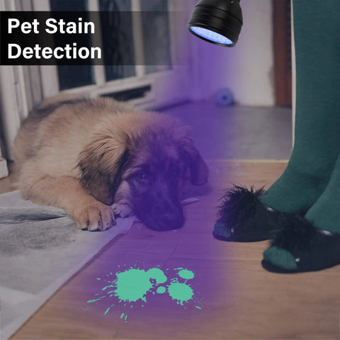 Pet stain detection with UV Black Light Flashlight Three Pack With 51 LEDs 395nm for pet urine on floor next to dog.
