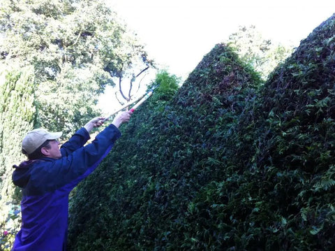 Person using Beefy Heavy Duty Pruning Shears 30.7 Inch Total Length With 7.9 Inch Blade Type 65 7740ai on tall hedge