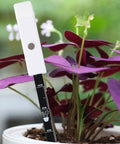 Smart Soil Moisture Meter With 3 Color Indicator Lights And Smart Sensor Probe inserted into a potted plant