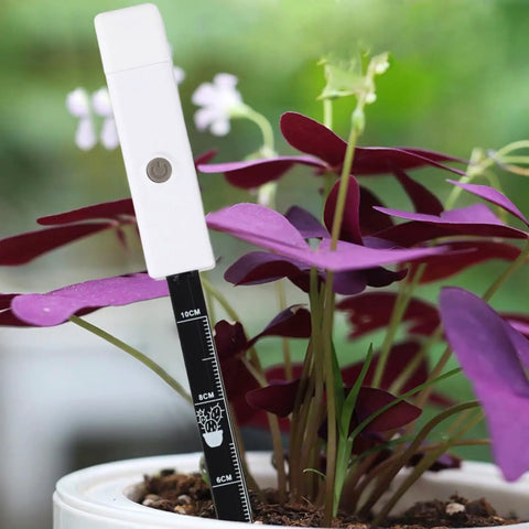 Smart Soil Moisture Meter With 3 Color Indicator Lights And Smart Sensor Probe inserted into a potted plant