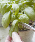 Cutting fresh basil from Certified Organic Herb Seed Pack, Ten Pack, Non GMO Heirloom Varieties With Seed Starting Video Guide