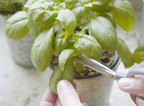Cutting fresh basil from Certified Organic Herb Seed Pack, Ten Pack, Non GMO Heirloom Varieties With Seed Starting Video Guide