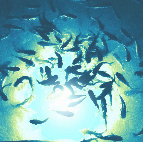 Sick Underwater Led Dock Light With Heavy Duty Fish Attraction Glow No Sweat Plug And Play Install Low Voltage Marine Safety And A Forty Foot Cord That Shines With Straight Fire Brightness For Night Fishing illuminating fish in water.