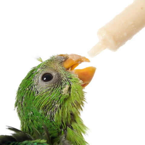 Parrot being fed from a syringe, focusing on the feeding interaction.