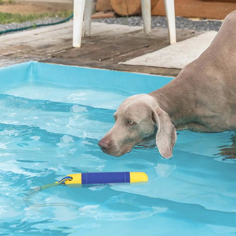 Dog looking at Two Pack Dog Pool Toys Float On Water, Interactive Fetch Toy For Training And Retrieval in blue pool, yellow and blue bumper style.