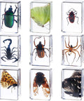 Nine Insect Resin Specimen Set With 9 Unique Bugs, Kid-Friendly Paperweights And Educational Classroom Decor, From Arachnids To Butterflies