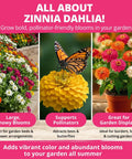 Zinnia Dahlia seeds pack 524 premium seeds for 2026 non GMO garden blooms with vibrant double flowers in red pink orange white display