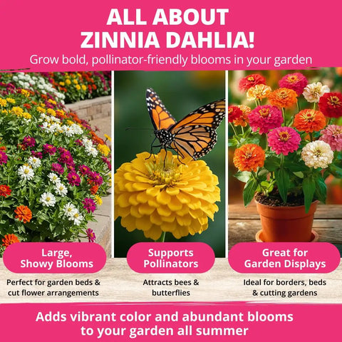 Zinnia Dahlia seeds pack 524 premium seeds for 2026 non GMO garden blooms with vibrant double flowers in red pink orange white display